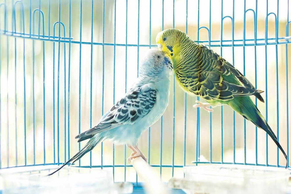 Волнистые попугай и клетки
