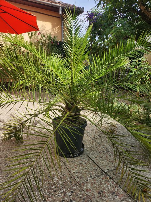 Palmier ornamental