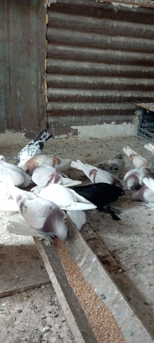 Голуби Племяные распродажа