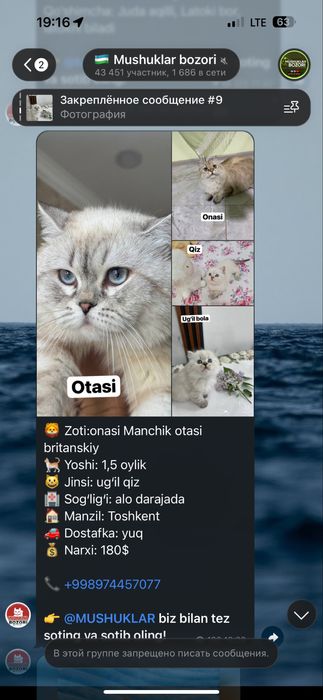 ВЯЗКА британский кот Серебристая Шиншила vyazka mushuk nasil olishga