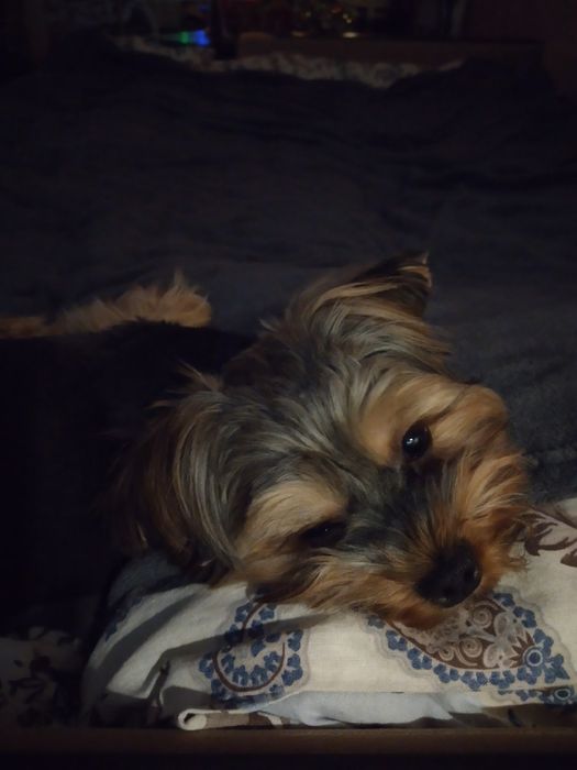 Йоркширский терьер щенки)