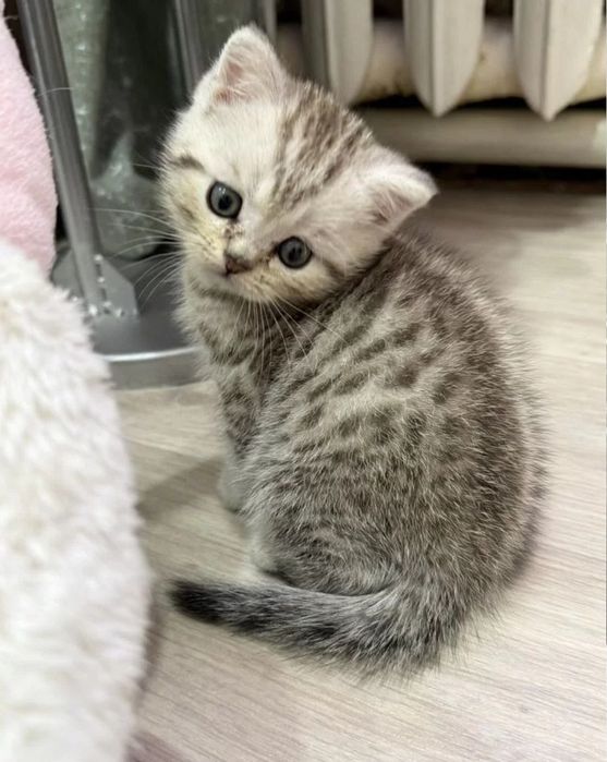 Милые малыши мальчики и девлчки, 1.5 мес