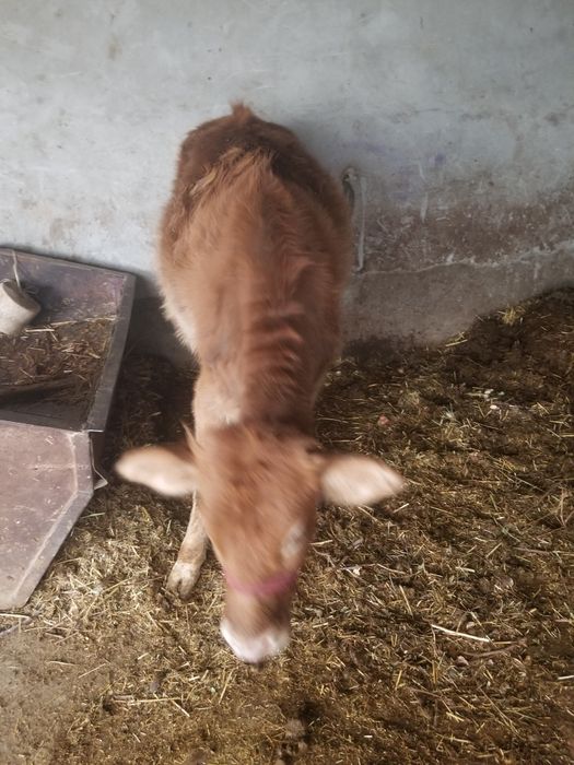 Гуножинлар ва койлар сотилади