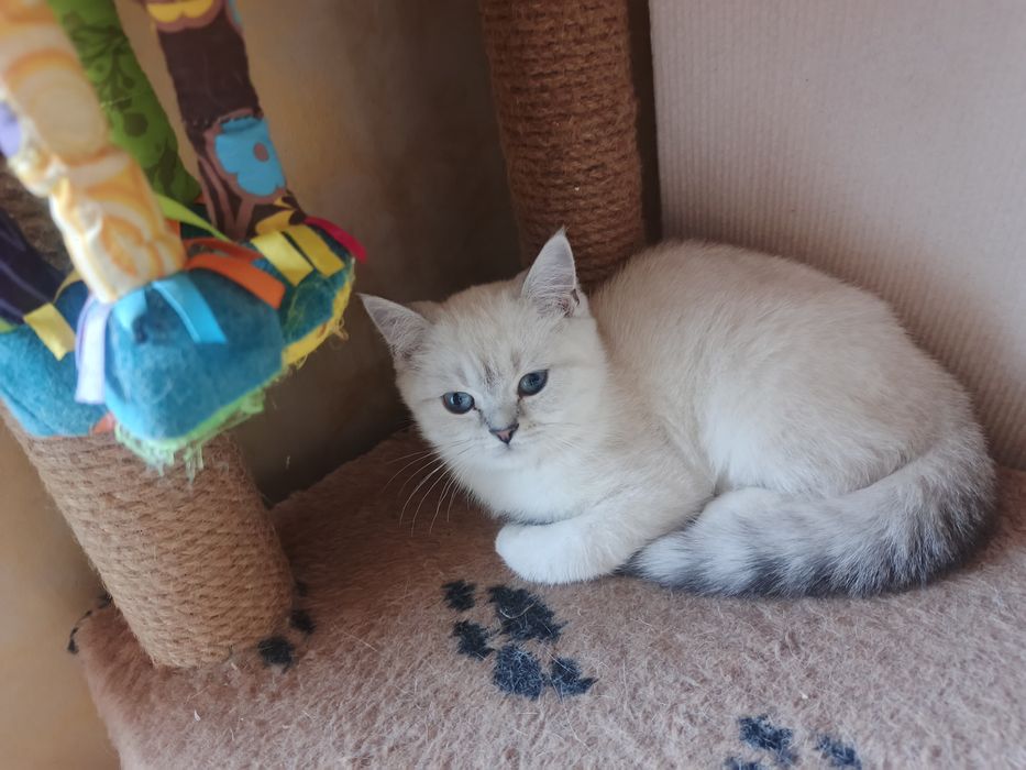 Котенок шиншилла мальчик