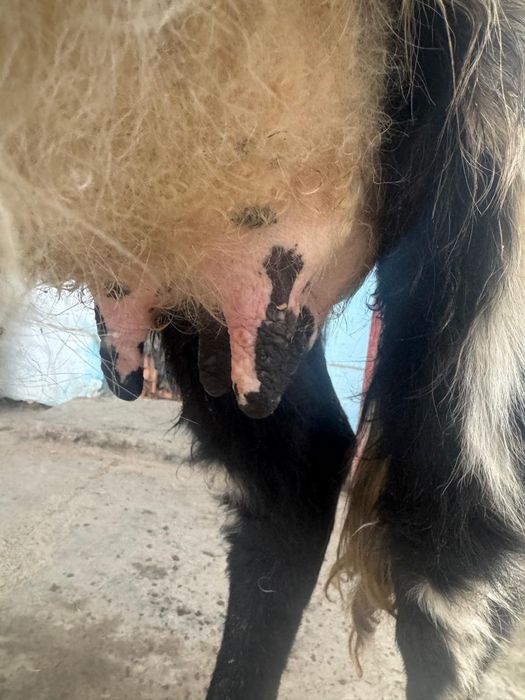 Қара Шимай Қашар үшінші тума