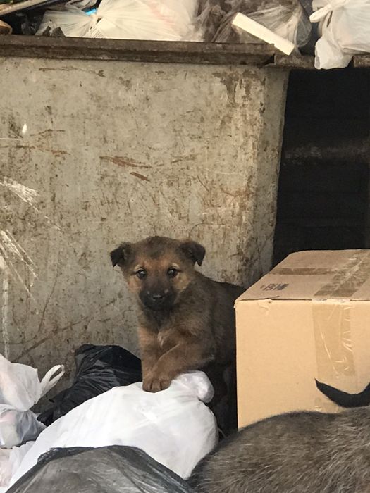 Помогите обрести им дом