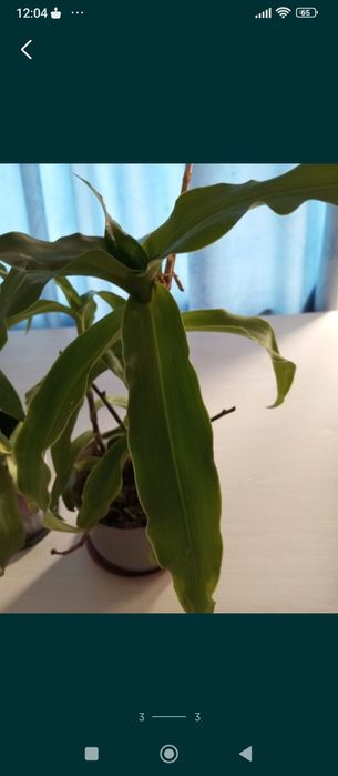 Золотой ус, лечебный, от многих болезней