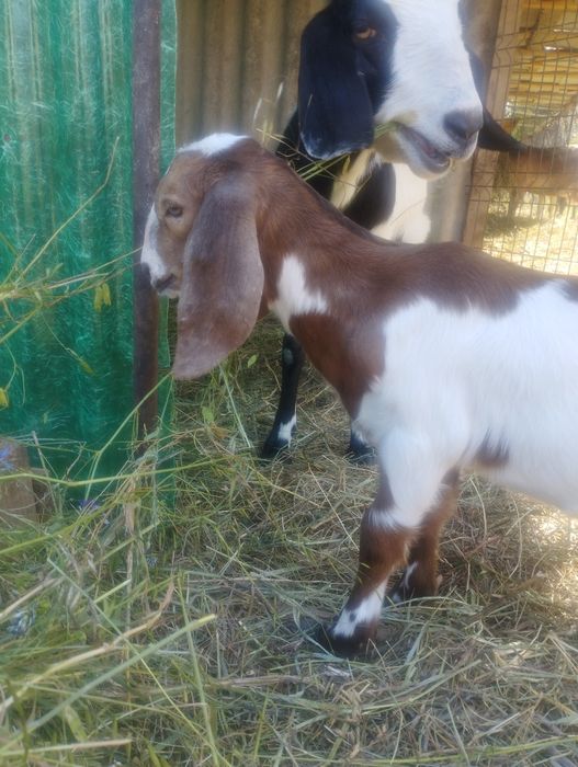 Țapi și iezi anglonubieni