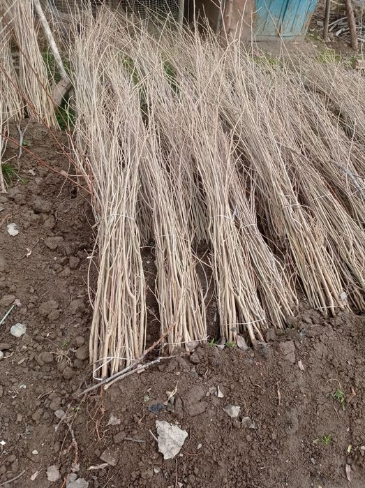 Tut ko'chatlari sotiladi optom narxda