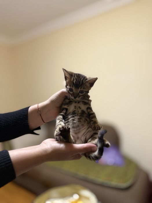 Бенгальские котята мальчик и девочка