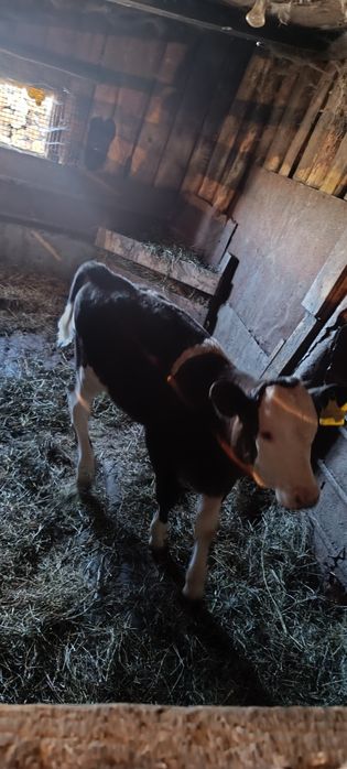 Продам 2 месячную тёлочку