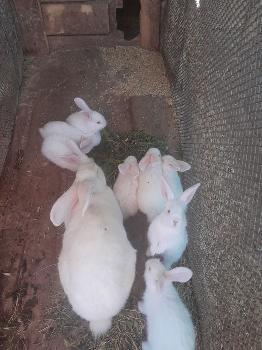 Продаются кролики