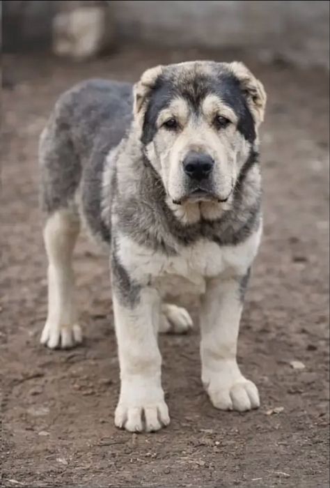 Алабай кушыктеры срочно сатылады