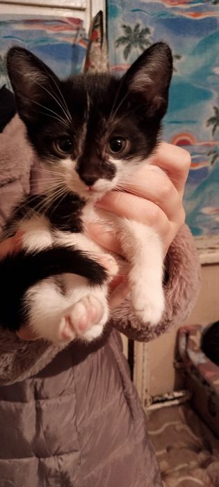 Отдам котят в добрые руки