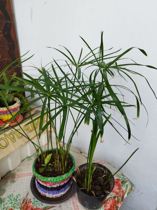 Продам комнатные цветы