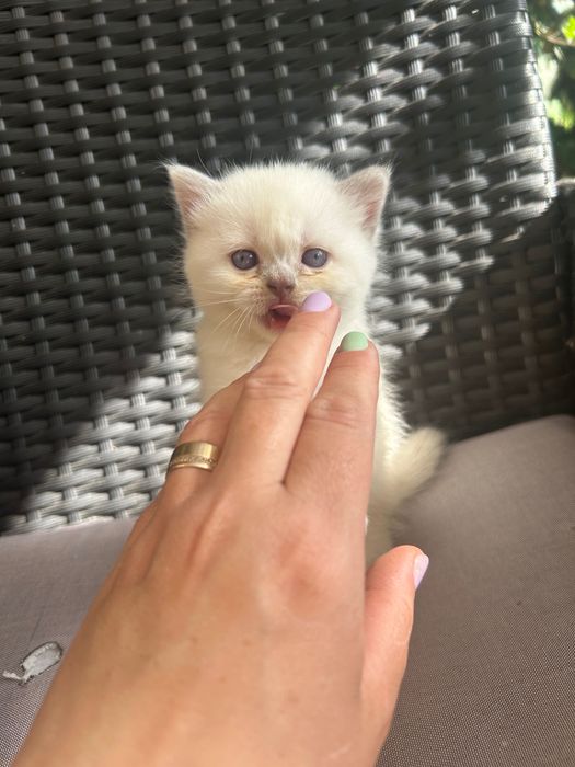 British Longhair White