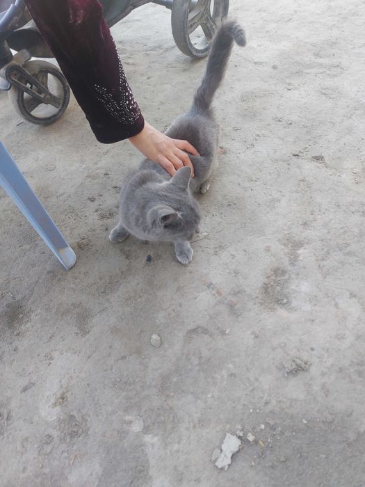 британский мушук сотилади