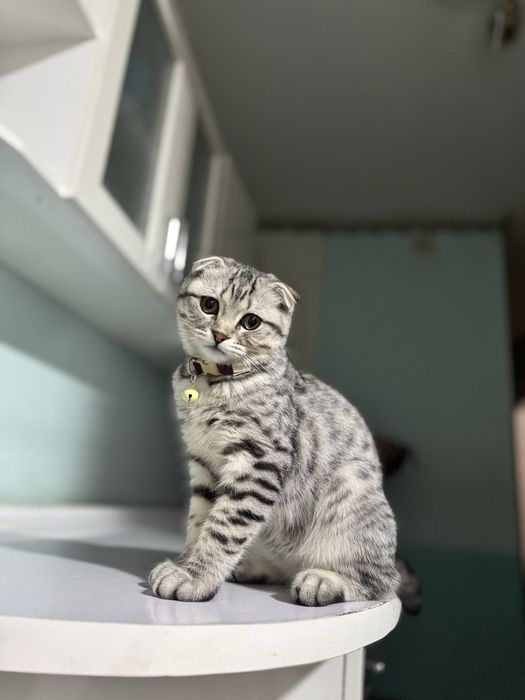 Серебрянский шиншилла