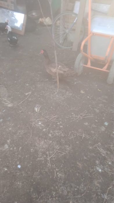 Продам утку или обменяю