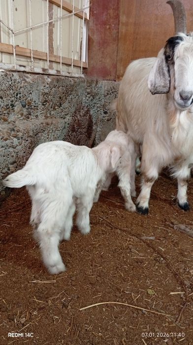 Экиз болали эчки сотилади семиз соглом хонаки сифатли йош хурон зур!!!