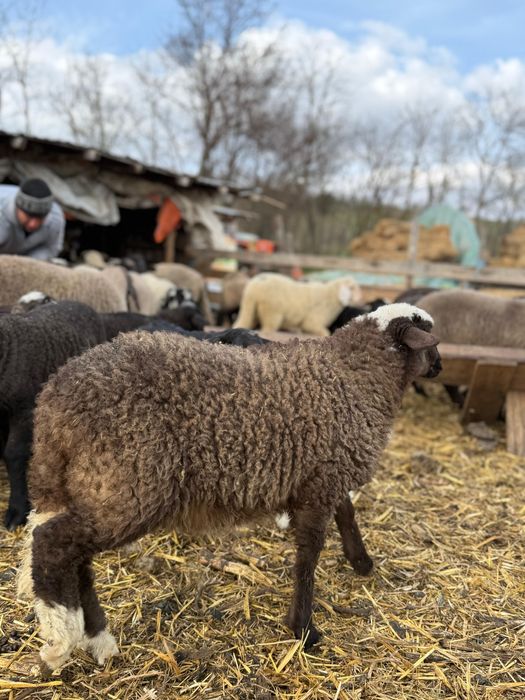 Miei de vanzare pentru masa de Paste