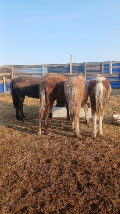 Продам тай 4 головы