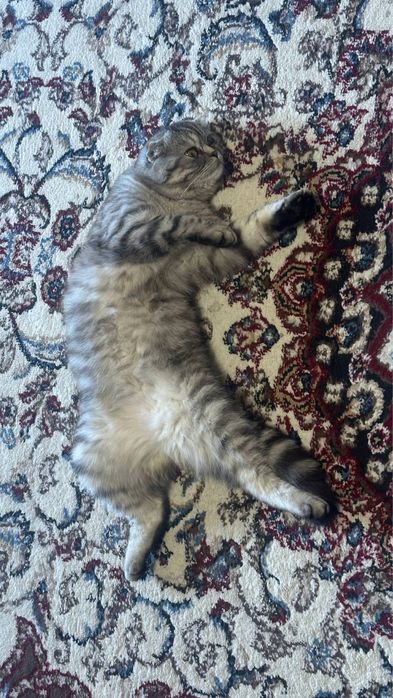 Шотландская вислоухая кошка Scottish Fold qizbola 1-yoshda