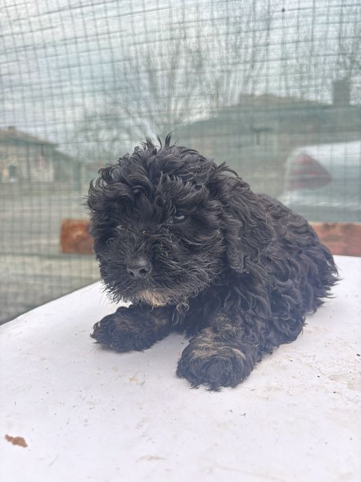 Продавам бебе лагото