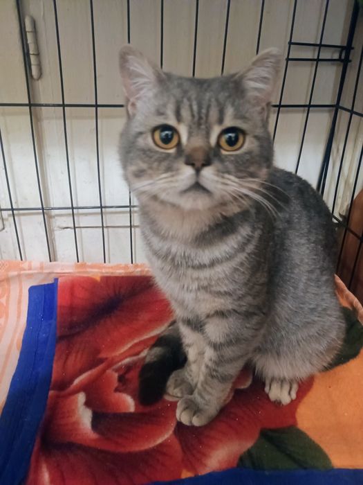 Отдам в добрые руки кота