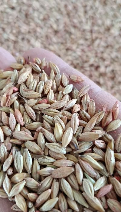 Продаю семена сорт Байшешек
Ячмень сорт Байшешек — яровой ячмень,