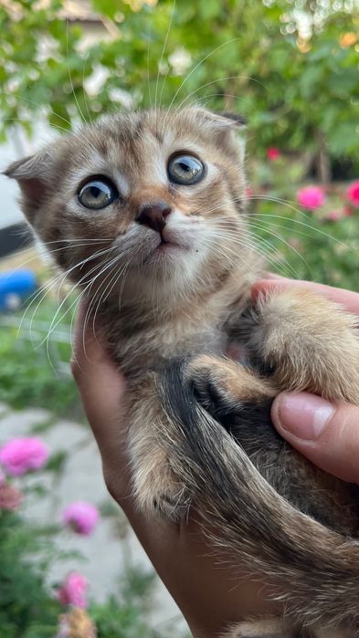 Котятки в добрые руки