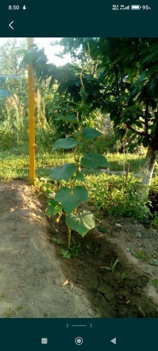 Продам колышки - опоры для помидор (томатов) и огурцов