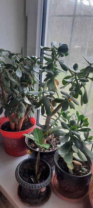 Продам комнатные растения