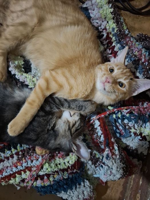 Котенок домашний