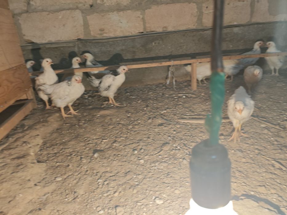 Адлер балапандар сатлад