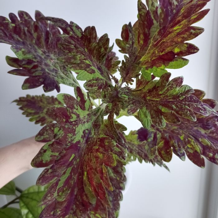 Комнатные растения