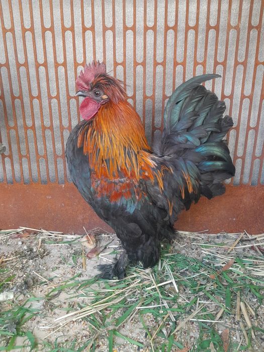 Япон товук хороз сотилади