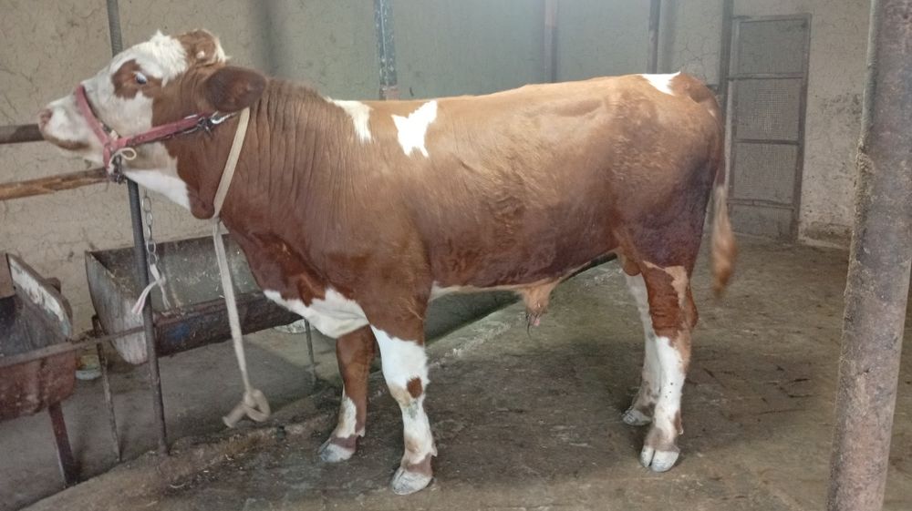 Simmental buqacha sotiladi