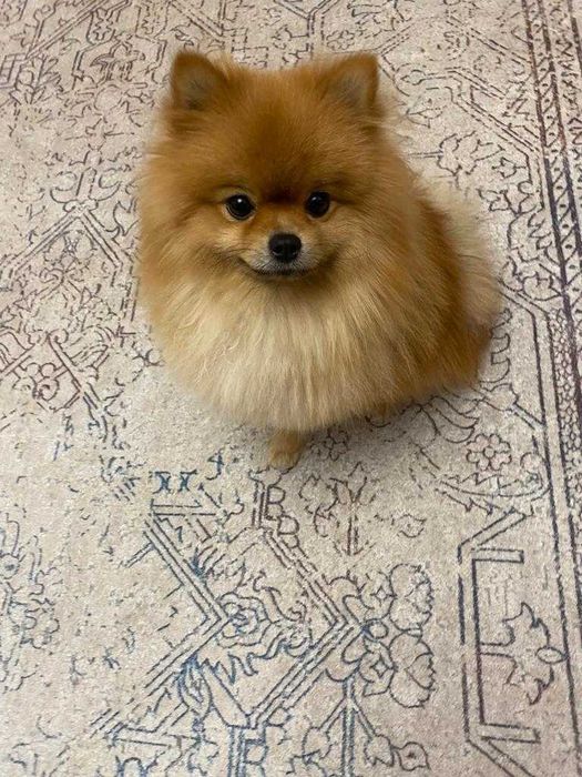 На вязку померанский шпиц.