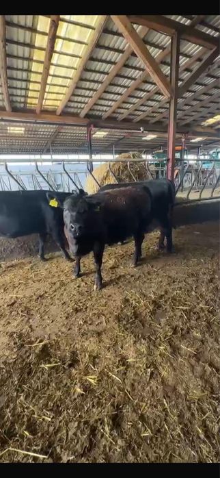 8 vitele Aberdeen Angus