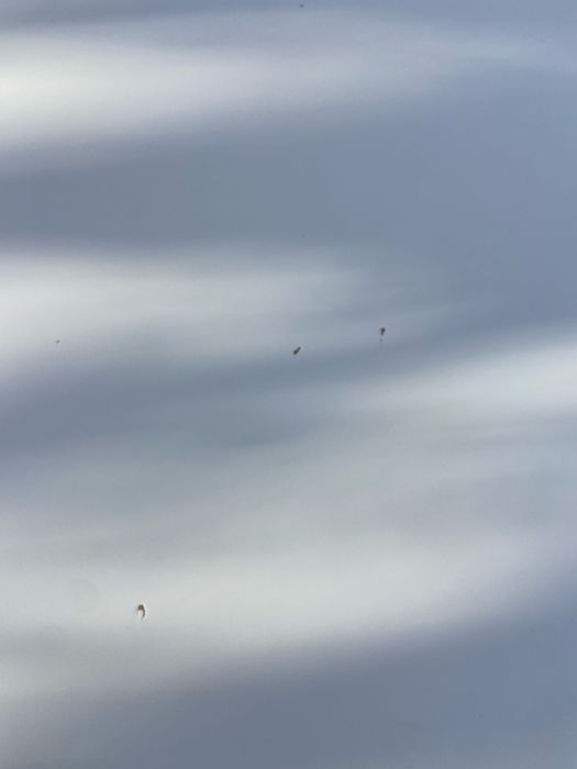 Бяла Холна Масичка