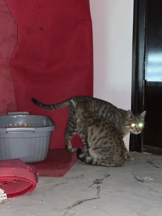 Отдам котят даром