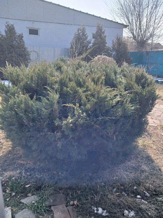 Можжевельник скалистый