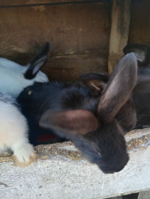 Vand iepuri de doua luni