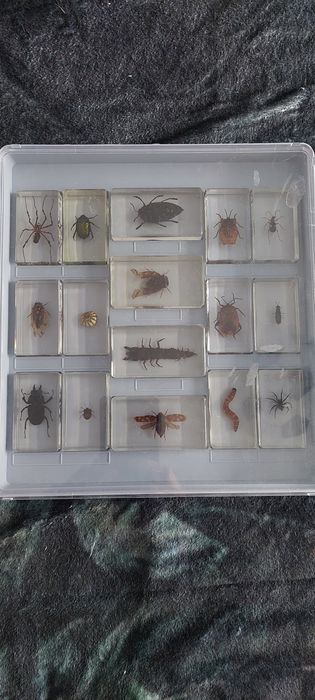 Буболечки цяла колекция