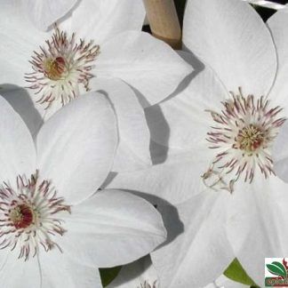 Climatis (Diferite culori )