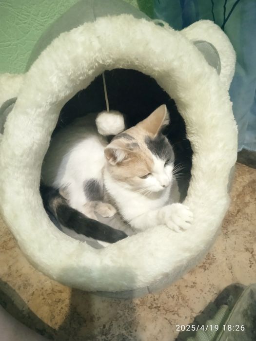 Дарю кошка лаская