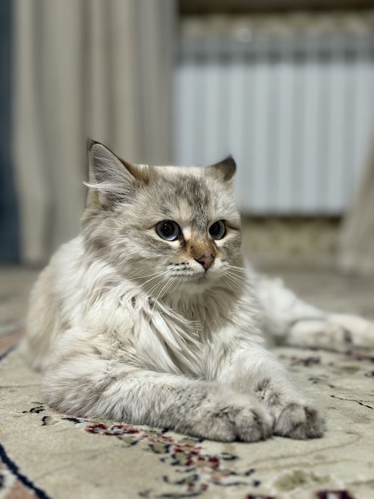 Отдам кошку в добрые руки