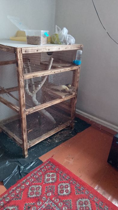 Продам попугаев корелл