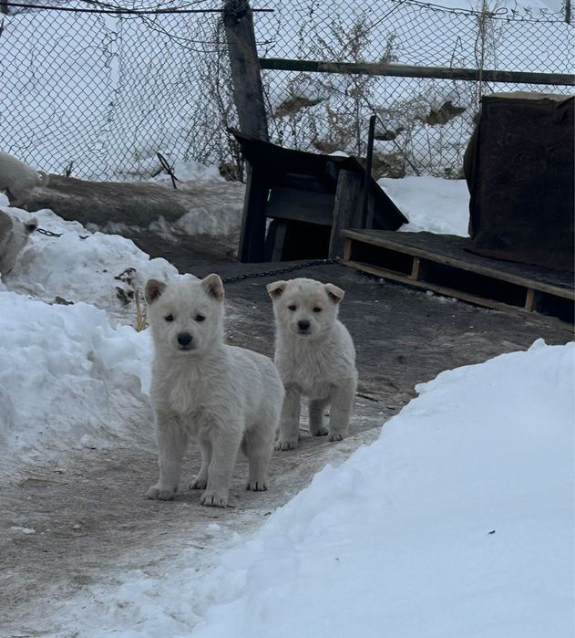 Продам щенят лайки